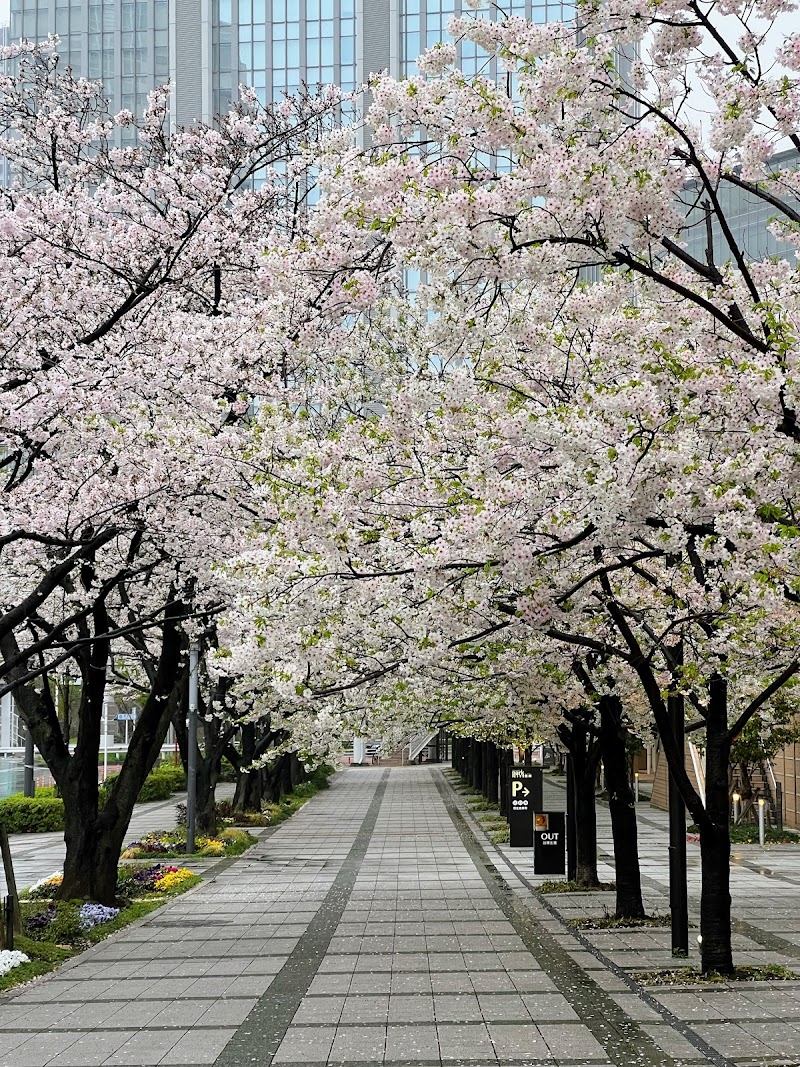 東京都港湾局専用線跡の桜並木