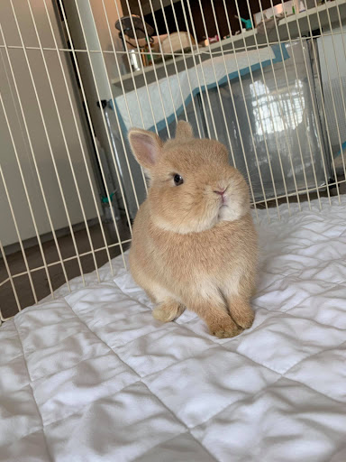 Netherland Dwarf Bunnies Rabbitry - Pets For Adoption