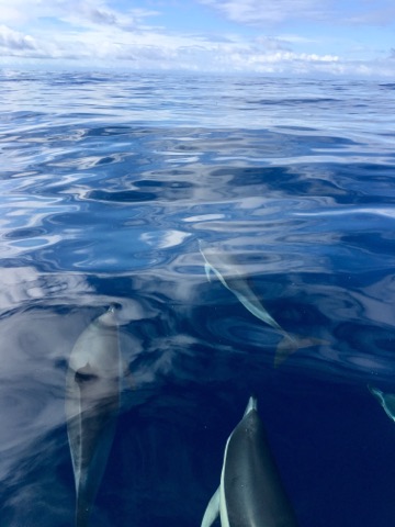 Reviews of Diveworks Charters: Dolphin and Seal Encounters in Whakatane - Travel Agency