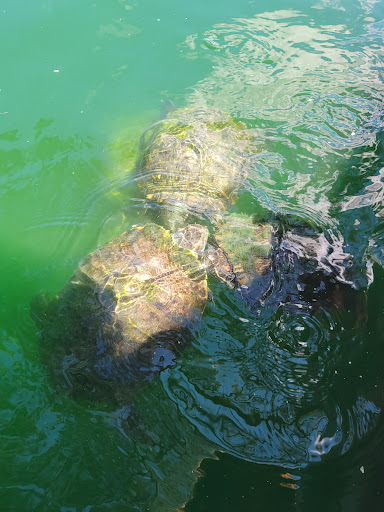 Zoo «Reid Park Zoo», reviews and photos, 3400 Zoo Court, Tucson, AZ 85716, USA