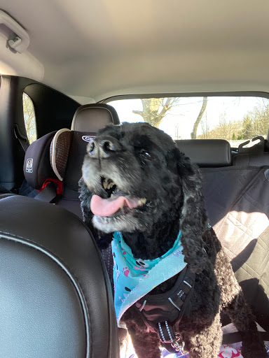 Pet Supply Store «Animal House Grooming & Quality», reviews and photos, 229 W Absecon Blvd, Absecon, NJ 08201, USA