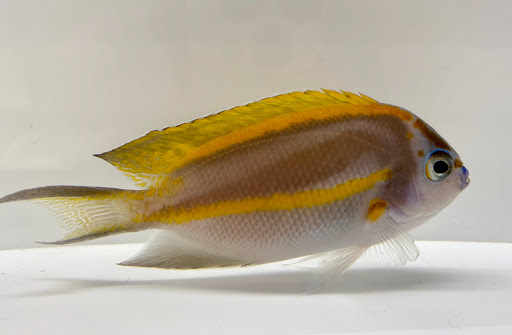 Tropical Fish Store «New York Reef Aquatic», reviews and photos, 45-62 162nd St, Flushing, NY 11358, USA