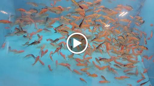 Pet Supply Store «Petco Animal Supplies», reviews and photos, 475 S Wadsworth Blvd, Lakewood, CO 80226, USA