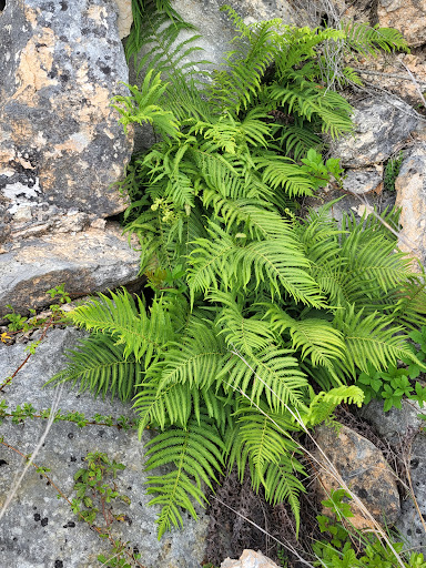 National Park «Overlook Park», reviews and photos, 601 Coe Rd, Canyon Lake, TX 78133, USA