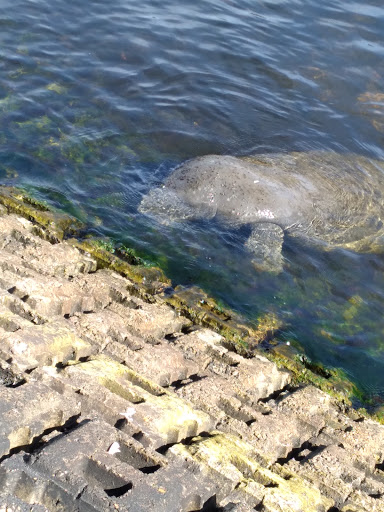 Park «Jose Marti Park», reviews and photos, 351 SW 4th Ave, Miami, FL 33144, USA