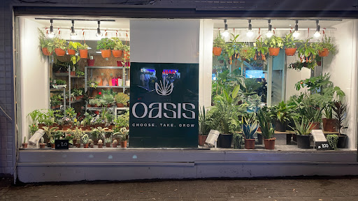 oasis אואסיס