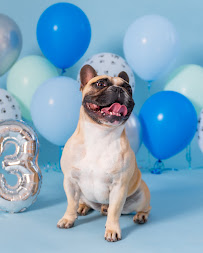 Momo Pets Photo - Photo 1 - Car repair in Tijuana, Baja California, Mexico, Chula Vista