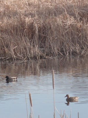 Gateway Lakes Natural Area - photo 65