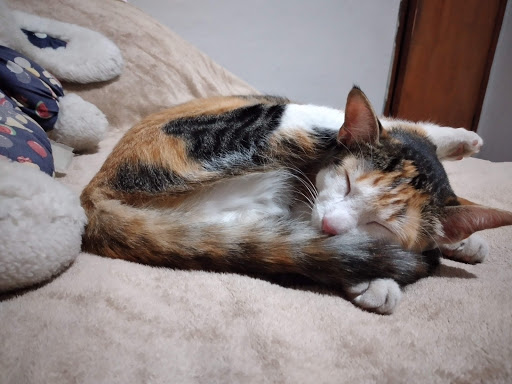 Veterinary Clinic Hott Dog em São Paulo - SP