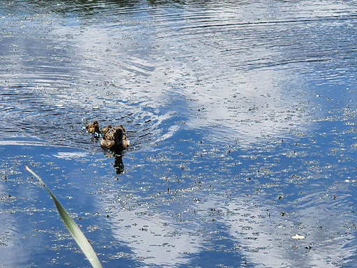 Nature Preserve «Wood Lake Nature Center», reviews and photos, 6710 Lake Shore Dr S, Minneapolis, MN 55423, USA