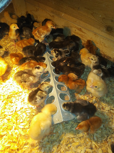 Poultry Farm «R Farm», reviews and photos, 1041 Farm-To-Market 2537, San Antonio, TX 78221, USA