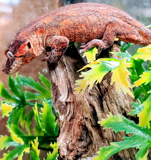 Pet Store «Fins and Skins», reviews and photos, 8451 49th St N, Pinellas Park, FL 33781, USA