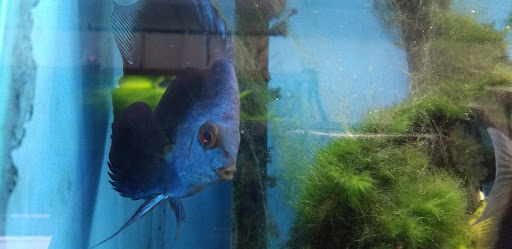 Pet Store «Fish 4 U», reviews and photos, 4010 Highland Dr #1, Millcreek, UT 84124, USA