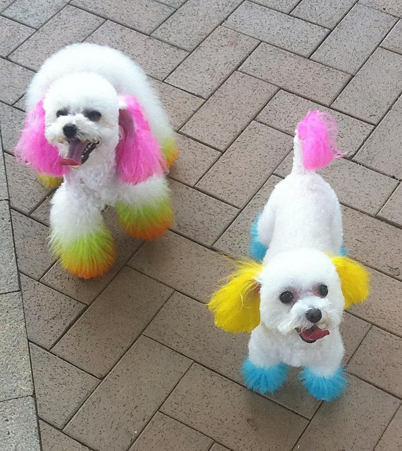 For Dogs and Cats Only Florida