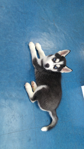 Pet Store «V.I. Pets», reviews and photos, 11975 E Lakewood Blvd, Holland, MI 49424, USA