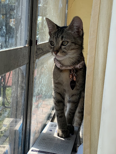 Pet Store «South Beach Pet Shop», reviews and photos, 634 6th St, Miami Beach, FL 33139, USA