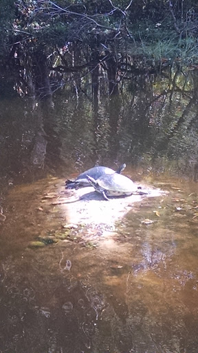 Golf Course «The Claw at USF», reviews and photos, 13801 N 46th St, Tampa, FL 33613, USA