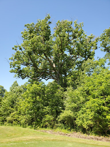 Golf Club «Wood Wind Golf Club», reviews and photos, 2302 W 161st St, Westfield, IN 46074, USA