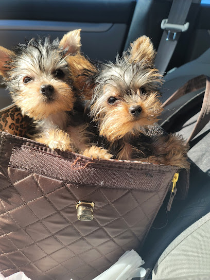 Beautiful Puppies & Boutique