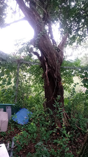 Park «Panama Park», reviews and photos, 6912 Buffalo Ave, Jacksonville, FL 32208, USA