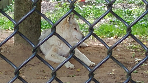 Zoo «Zoo in Forest Park and Education Center», reviews and photos, 293 Sumner Ave, Springfield, MA 01108, USA