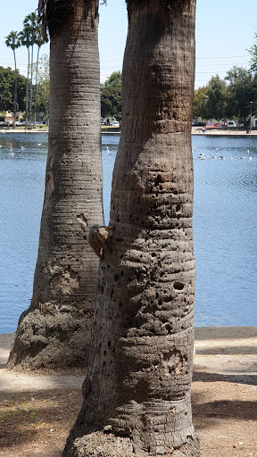 Water Park «Alondra Park Splash Pad», reviews and photos, 3353 Redondo Beach Blvd, Lawndale, CA 90260, USA