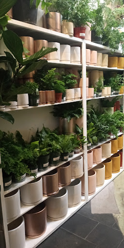 Paraso Plant Studio image