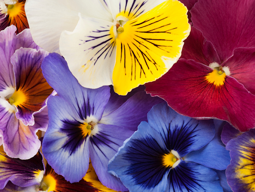 Florist «Flowers By Patti», reviews and photos, 3430 Lakeside Dr, Reno, NV 89509, USA