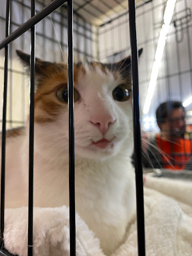 Pet Supply Store «Pet Food Express», reviews and photos, 5148 Stevens Creek Blvd, San Jose, CA 95129, USA