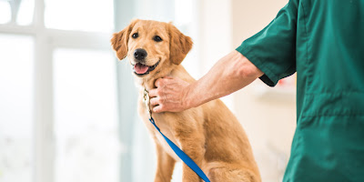 White Cliffs Veterinary Surgery