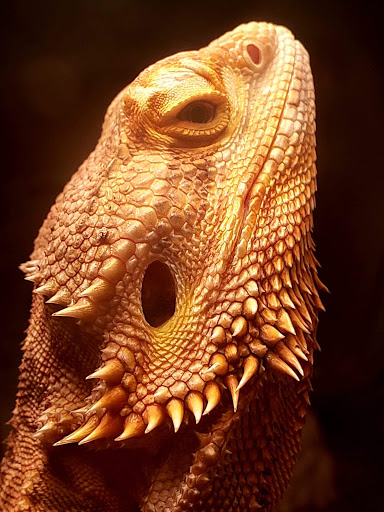 Pet Store «Pet Land», reviews and photos, 1450 Fort Campbell Blvd, Clarksville, TN 37042, USA