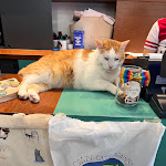 Photo n°2 de l'avis de Romina.c fait le 20/07/2023 à 11:25 sur le  Crazy Cat Café à Milan