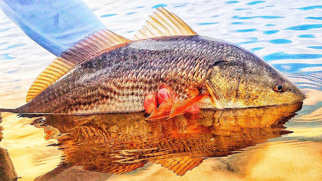 Apalachee Inshore Charters