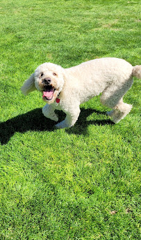 Annie & Dave's Pet Boarding - Photo 7 - Car repair in Caldwell, ID, Nampa