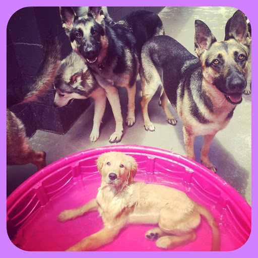 Pet Store «Island Dog», reviews and photos, 410 Mallery St, Saint Simons Island, GA 31522, USA