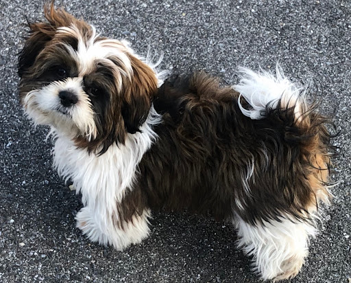 Pet Store «Charm City Puppies», reviews and photos, 8205 Snowden River Pkwy, Columbia, MD 21045, USA