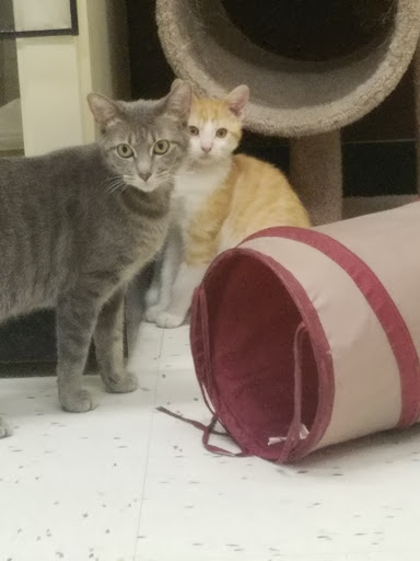 Pet Supply Store «Petco Animal Supplies», reviews and photos, 1018 Mt Prospect Plaza, Mt Prospect, IL 60056, USA