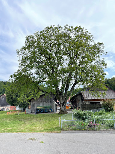 Ihr Baum.ch