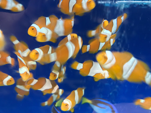 Pet Store «Acuario Piscis», reviews and photos, 3040 W Cermak Rd, Chicago, IL 60623, USA