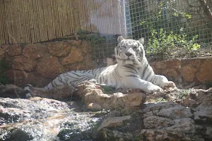 Haifa Zoo image