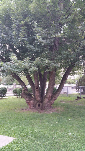 Park «Constitution Park», reviews and photos, Fletcher Ave & Lewis St, Fort Lee, NJ 07024, USA