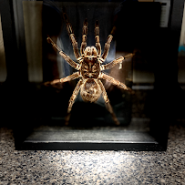 Be Bug Free Services- South Austin - Photo 3 - Car repair in Austin, TX, Austin