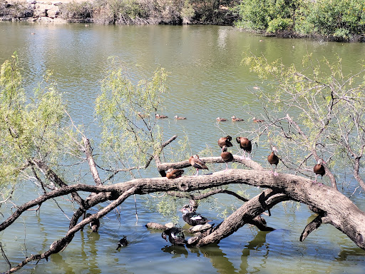 Park «Heritage Duck Pond Park», reviews and photos, 900 S Ellison Dr, San Antonio, TX 78245, USA