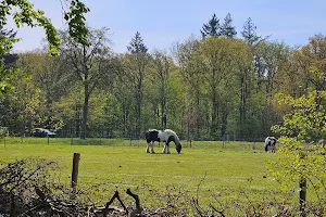 Vijverroute - Staatsbosbeheer image