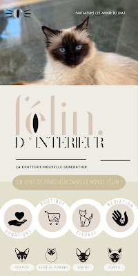 Chatterie Félin D'intérieur à Beaurainville