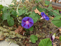 VFW Post 7263 - Photo 7 - Car repair in Santa Cruz, CA, Santa Cruz