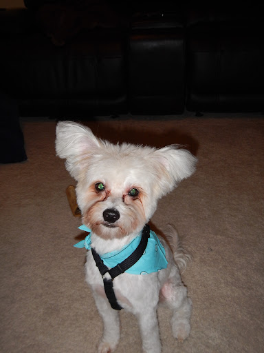 Pet Store «The Pet Set - Midtown», reviews and photos, 976 Piedmont Ave NE, Atlanta, GA 30309, USA