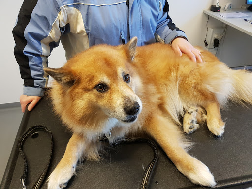 AniCura Centrum Dyrehospital in Rødovre, Rødovre