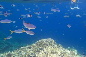 帛琉潛水Belau Diving image