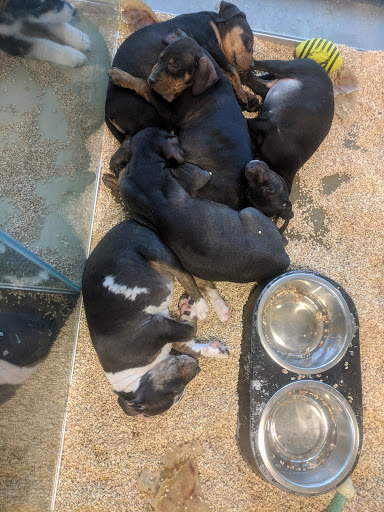 Pet Store «Critter Cabana - Wilsonville», reviews and photos, 8406 SW Main St #200, Wilsonville, OR 97070, USA